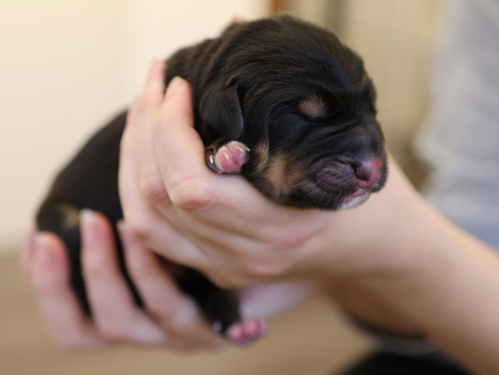 chinook puppy